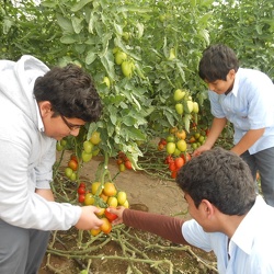 Visit-to-Al-Dahra-Agriculture-Farm-Grade-8-
